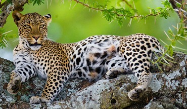 Tanzania Safaris